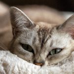 猫は糖尿病になるのか？